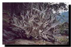 tree_root.jpg (9521 bytes)